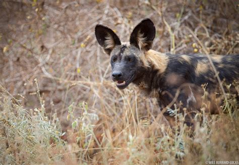 Canids | Photos Pictures Images