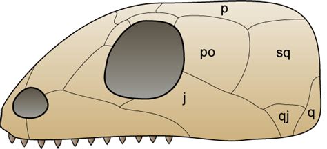 Anapsida | Fossil Wiki | FANDOM powered by Wikia