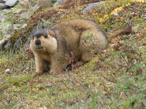 Himalayan Marmot at Tshophu Lake Bhutan 091007 b - Marmot - Wikipedia ...