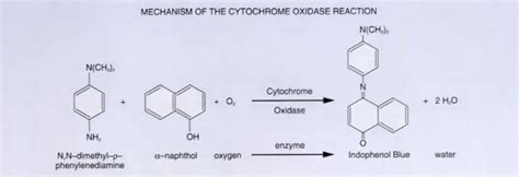 Oxidase Test: Principle, Procedure, Results – Microbe Online