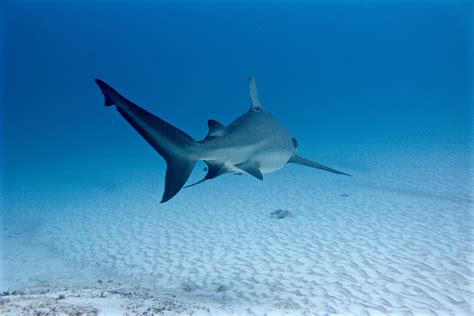 Tiburón Toro AKA Bull Sharks: Mexico's Diamond in the Rough