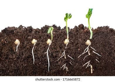 Seed Germination Definition and Process in 5 Basic Stages - Basic ...