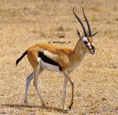 The meaning and symbolism of the word - «Gazelle»