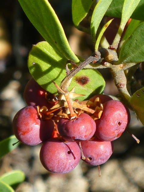 Pinemat manzanita in fall: berries and bark