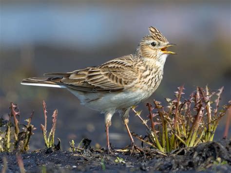 Skylark Bird Facts (Alauda arvensis) | Birdfact