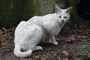 rare white serval from Big Cat Rescue | Serval, Cats, Feline