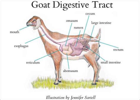 The Goat Digestive Tract