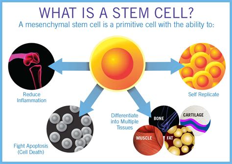 Stem Cell Therapy — Regenerative Medicine Specialists of NYC & NJ | Non ...