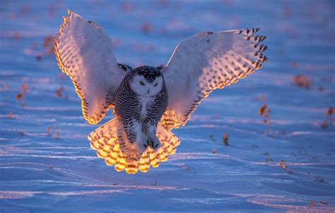 Snowy Owl Flying