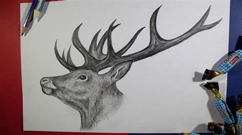 How to Draw a Realistic Deer Head- Pencil Drawing Step by Step - YouTube