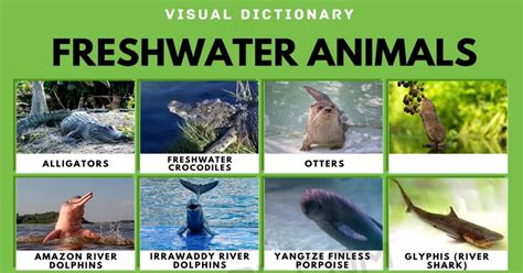 Freshwater Animals | List of Freshwater Animals with Interesting Facts ...