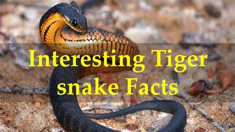 Interesting Tiger snake Facts - YouTube