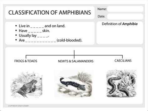 Classification of Amphibians - Studyladder Interactive Learning Games