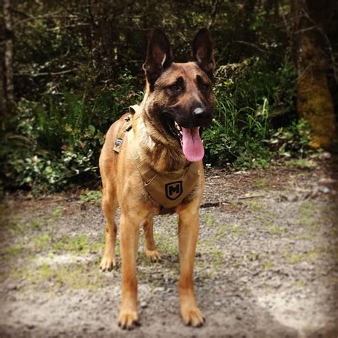 #battleofthetrackingharness #k9unit #malinois #shepenois | Malinois, K9 ...