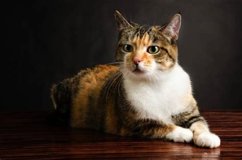 Torbie Cat: Complete Guide to Their Unique Coat Pattern - Cat Queries