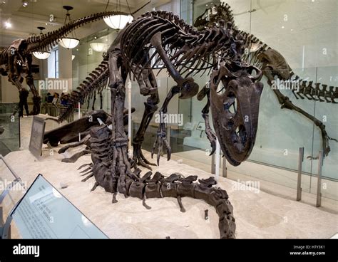 Allosaurus dinosaur skeleton in the New York Museum of Natural History ...