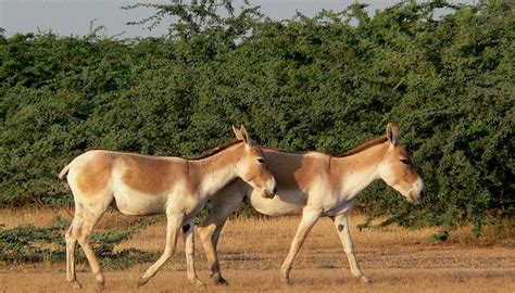 Animals of the Thar Desert | Sciencing