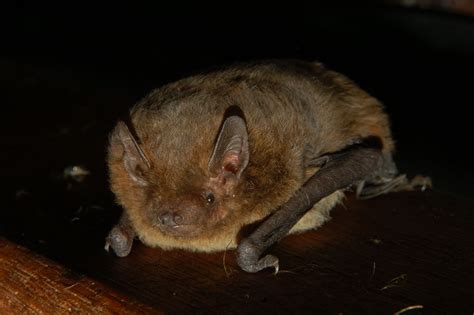 Suzy's Animals of the World Blog: THE COMMON PIPISTRELLE BAT