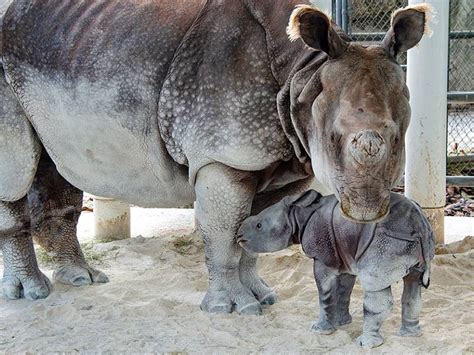 Baby Rhino Born At Zoo Miami: Photos | Miami, FL Patch