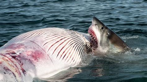 Whale watchers got to see a great white shark munching on a dead whale ...