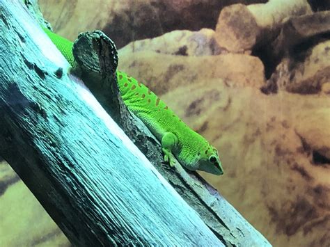 Madagascar giant day gecko - ZooChat