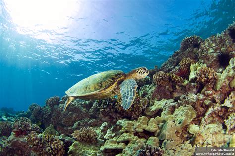 Ridley Me This, Sea Turtle - The National Wildlife Federation Blog