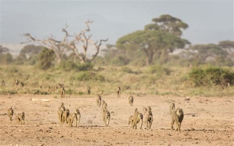 Olive Baboon Facts & Info: A Guide to the Skilled African Foragers