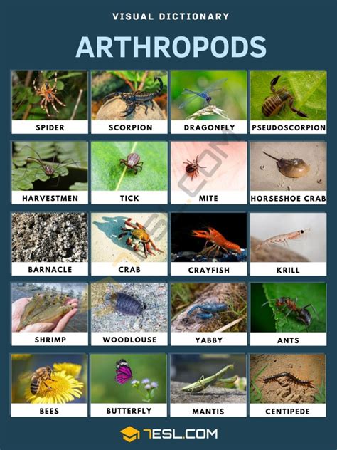 List of Arthropods | Arthropods Names with Pictures • 7ESL