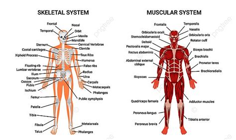 Muscular And Skeletal Systems Anatomy Chart Complete Educative Guide ...