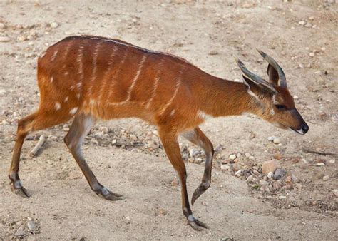 20 Facts About Sitatunga: Africa's Swamp-Dwelling Antelope ...