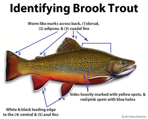 Trout Smart Series: Brook Trout - Ascent Fly Fishing