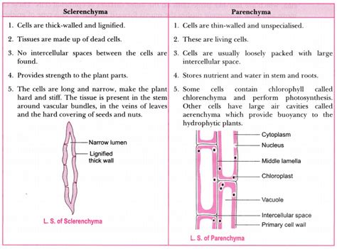 Xylem Parenchyma Diagram