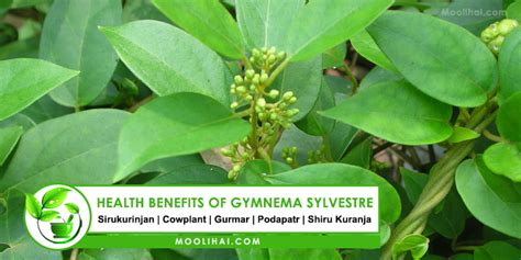 9 Health Benefits of Gymnema Sylvestre | Sirukurinjan - Moolihai.com