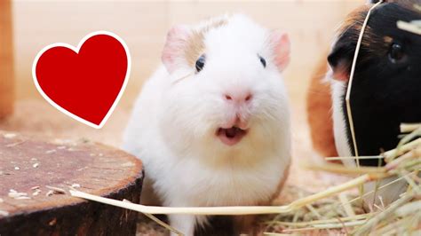 Does My Guinea Pig Love Me? | Signs Your Guinea Pig Loves You - YouTube