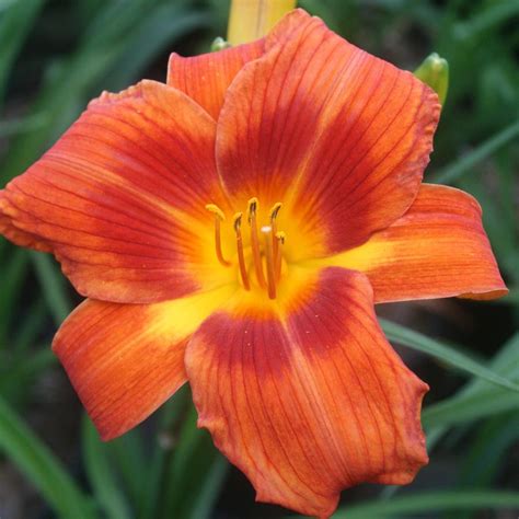 Hemerocallis Alabama Jubilee | Sandy's Plants