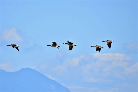 Wild Geese Formation - Free photo on Pixabay