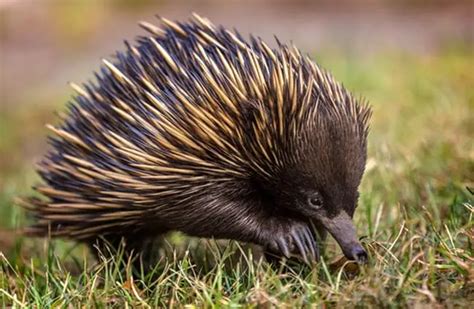 Echidna - Description, Habitat, Image, Diet, and Interesting Facts