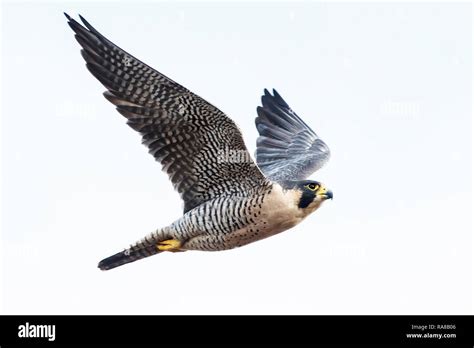 Peregrine falcon in flight Stock Photo - Alamy