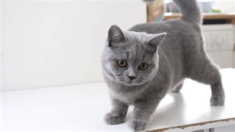 British Shorthair Kittens: Personality, Health, Grooming