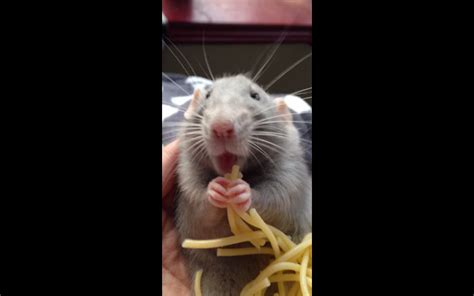 Little Rat Gobbles Up Spaghetti in the Cutest Way (VIDEO) | Pet rats ...