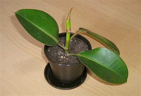 Starting Rubber Trees - How To Propagate A Rubber Tree Plant