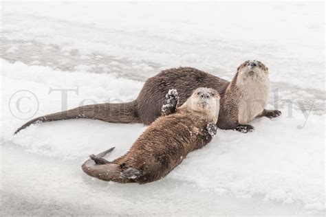 River Otters Playing – Tom Murphy Photography