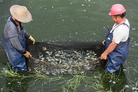 The Ultimate Guide to Tilapia Farming in 2023 - YUKE - Fish Processing ...