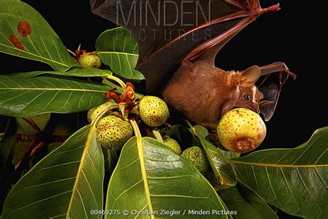 Minden Pictures - Great Fruit-eating Bat (Artibeus lituratus) feeding ...