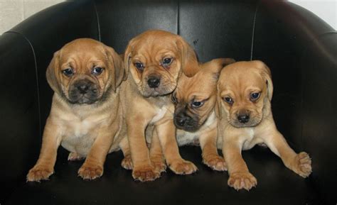 Puggle Puppies For Sale | Dallas, TX #228978 | Petzlover