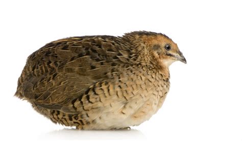 3 Best Quail Breeds for Meat - Farmhouse Guide