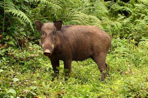 A Silver Swining: “Destructive” Wild Pigs Actually Help Build Rainforests