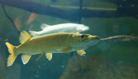 Fun Muskellunge Facts For Kids