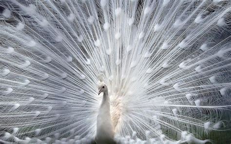 White Peacock wallpaper | 1680x1050 | #14544