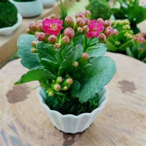 Jual tanaman hias kalanchoe cocor bebek berbunga cantik | Shopee Indonesia